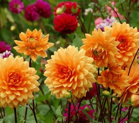 8月3日 誕生花: 夏の終わりに咲く神秘の花